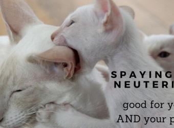 Spaying or Neutering Your Pet Benefits Them AND You!