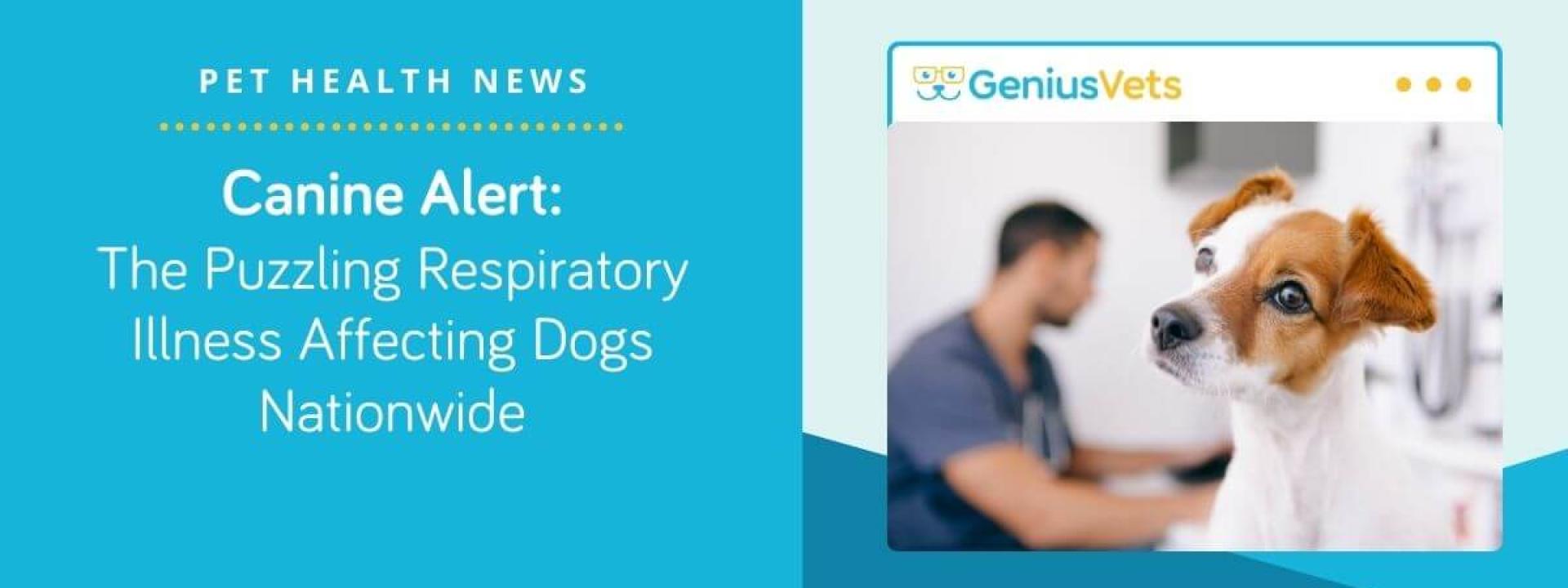 Canine Alert: The Puzzling Respiratory Illness Affecting Dogs Nationwide