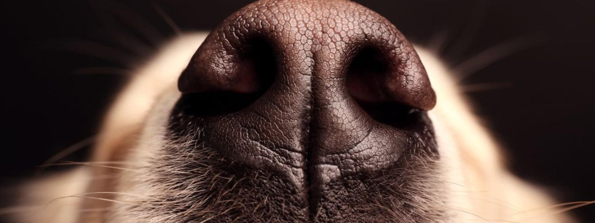 Close up of Labrador nose.