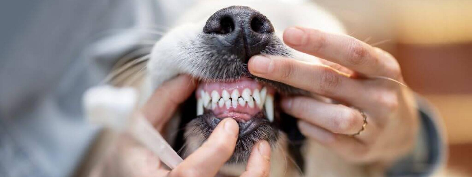 The Ultimate Dog Dental Guide: Nurturing Your Canine's Canines